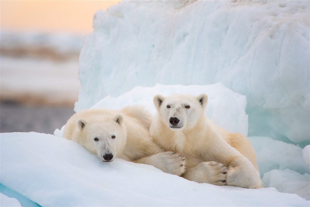 documentary polar bear disney